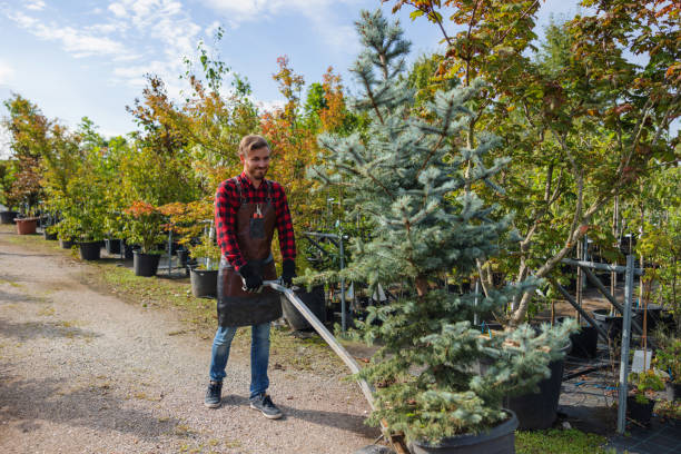 Best Tree Root Removal  in Lawrenceville, VA